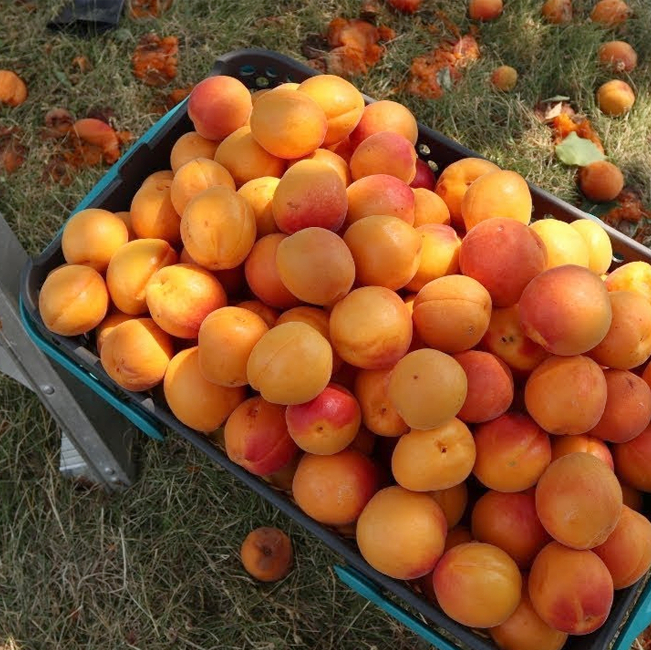 Apricot