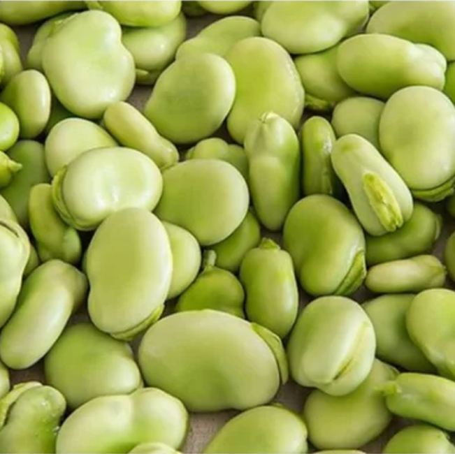 Green Broad Beans 