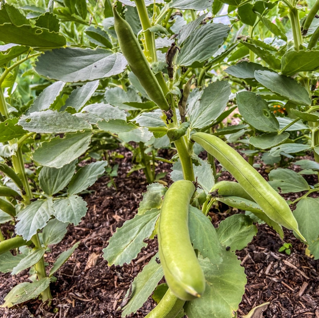 Green Broad Beans 