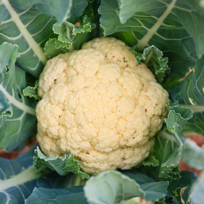 Cauliflower