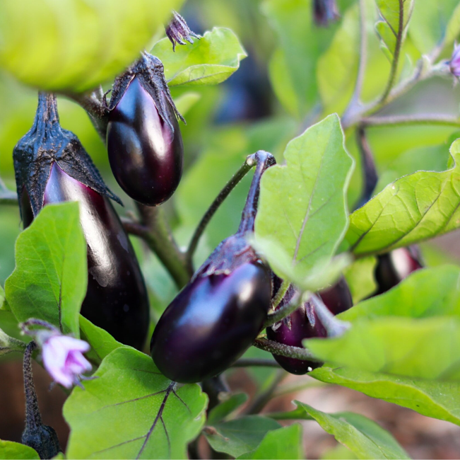 Eggplant