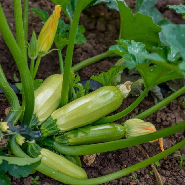 Courgettes