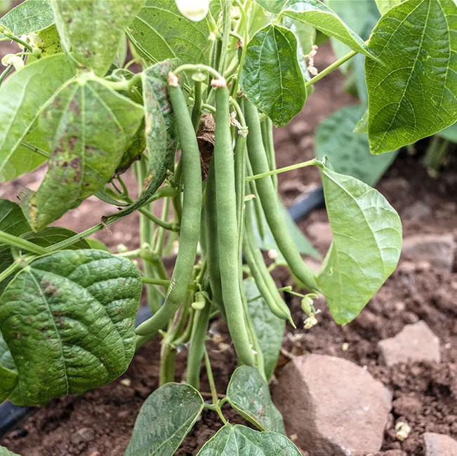 Green Beans 