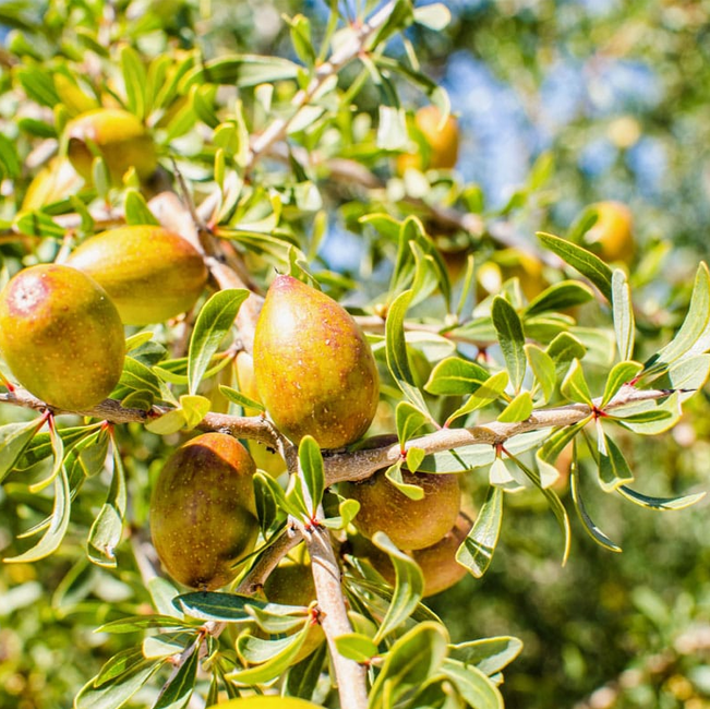 Argan Oil