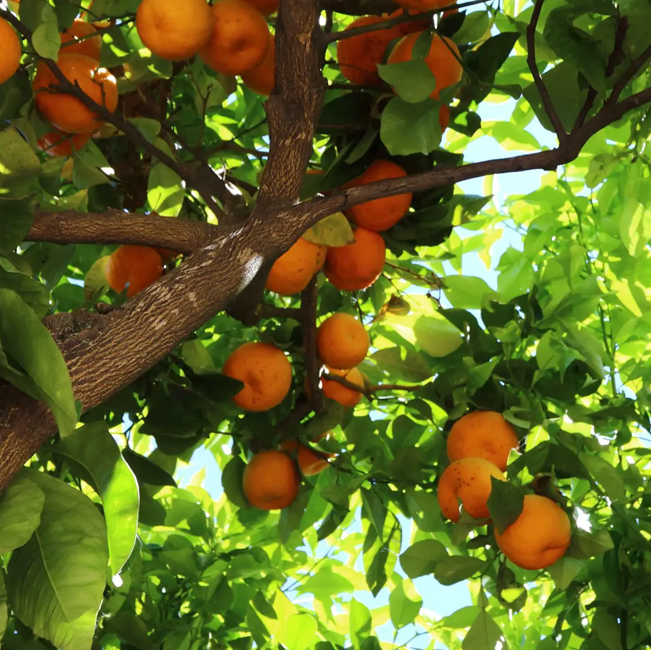 Bitter Orange Peel Oil 