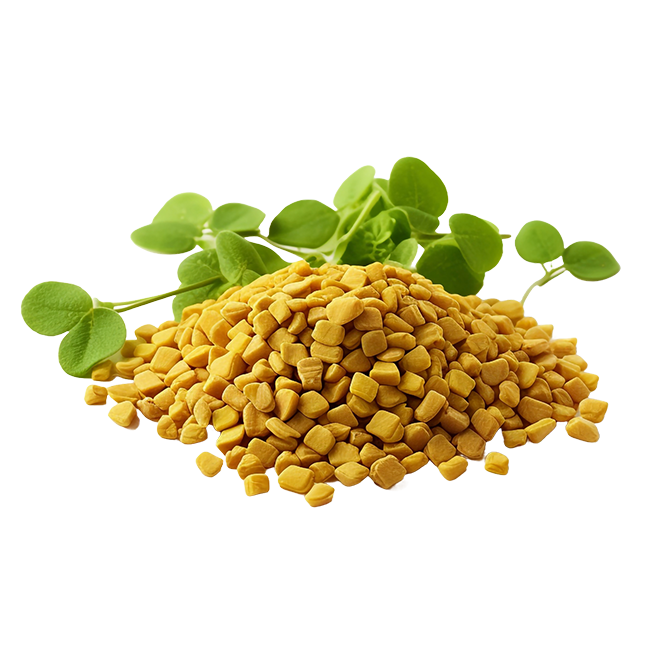 Fenugreek Oil