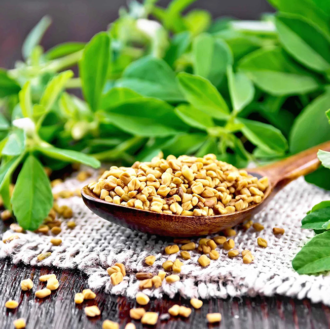 Fenugreek Oil