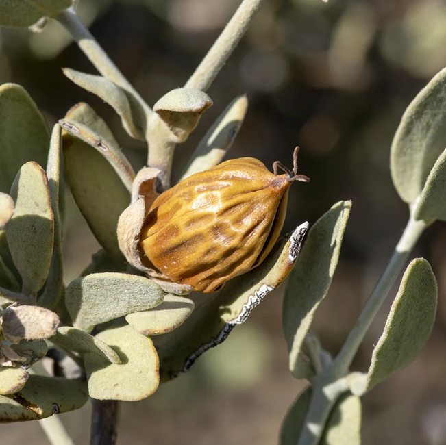 Jojoba Oil