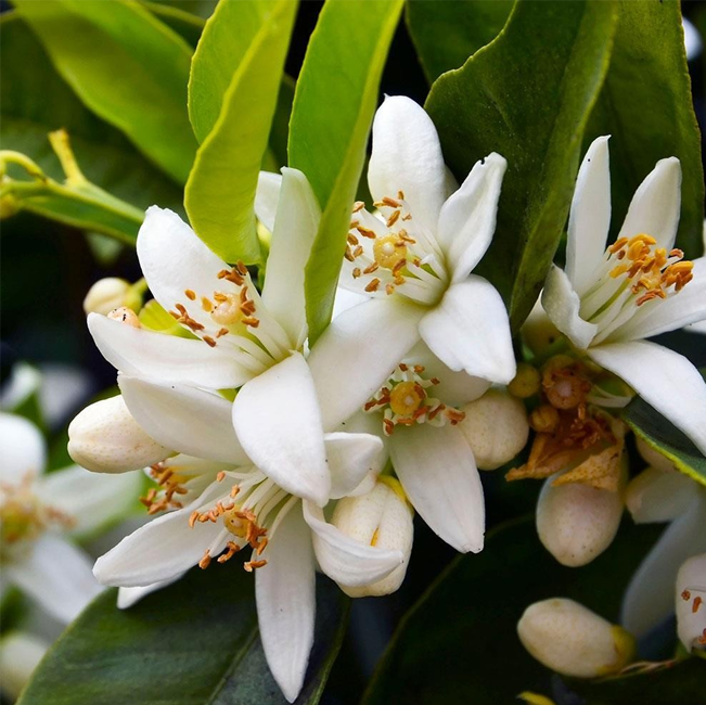 Neroli Oil