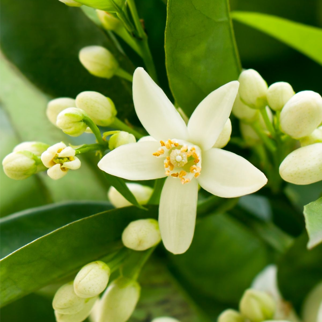 Neroli Oil