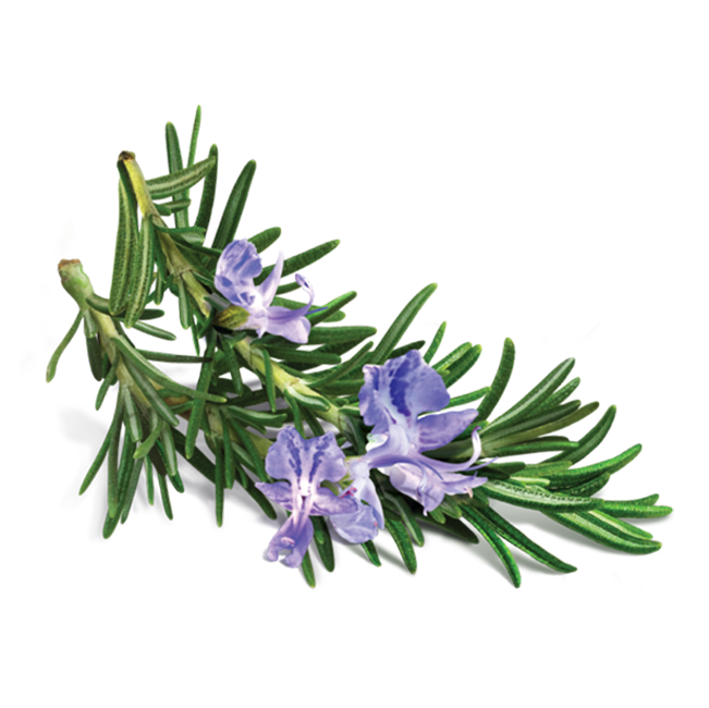 Rosemary Oil